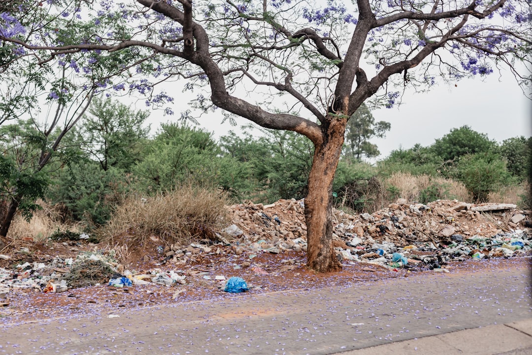 The Jakarana trees in Pretoria, as seen by a South African. Surrounded by litter, as much of this country is.